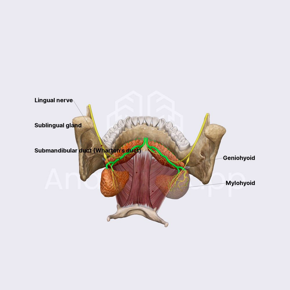 Submandibular duct (Wharton's duct)
