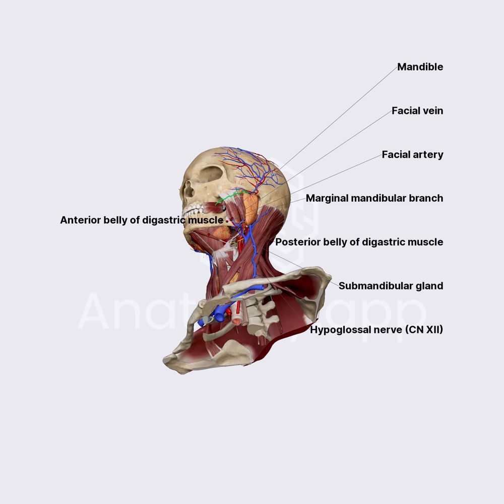 Submandibular gland relations