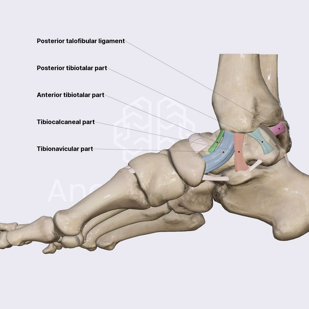 Ligaments of ankle joint (part 2)