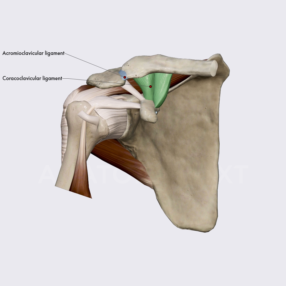 Ligaments of the acromioclavicular joint