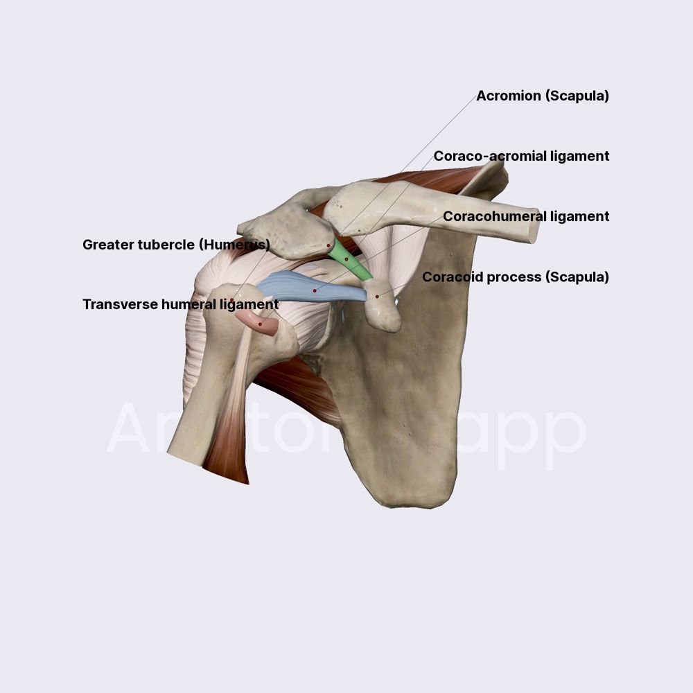 Ligaments of shoulder joint