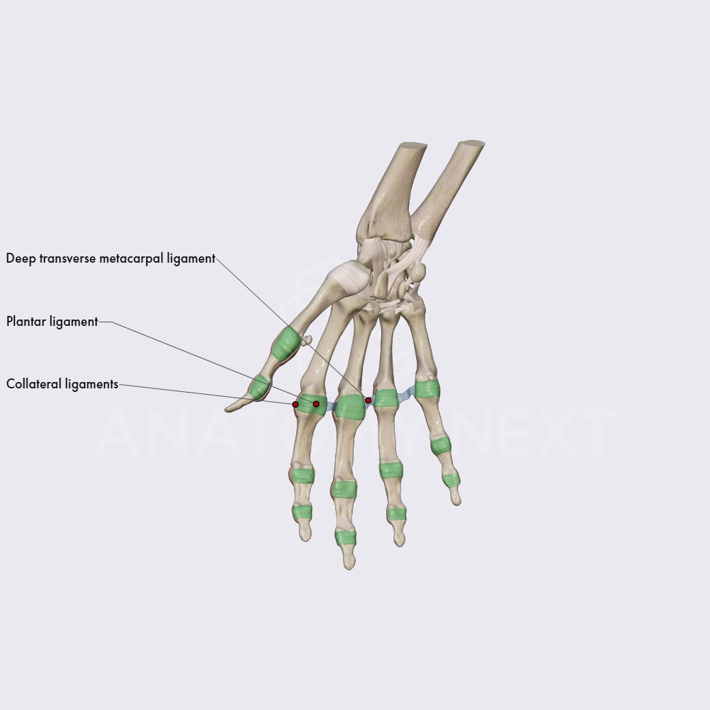 Ligaments of the metacarpophalangeal and interphalangeal joints