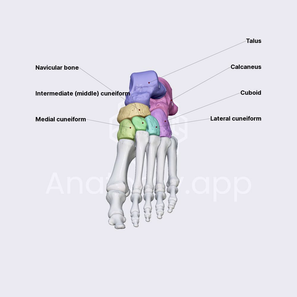 Tarsal bones