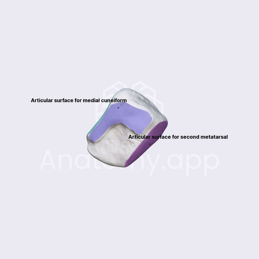 Intermediate (middle) cuneiform