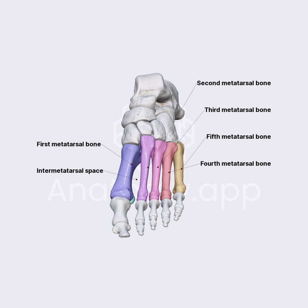 Metatarsal bones