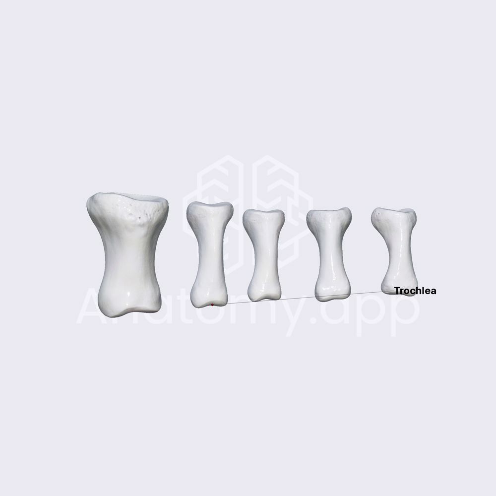 Proximal phalanges of foot