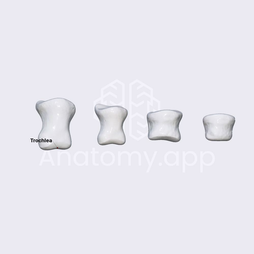 Intermediate (middle) phalanges of foot