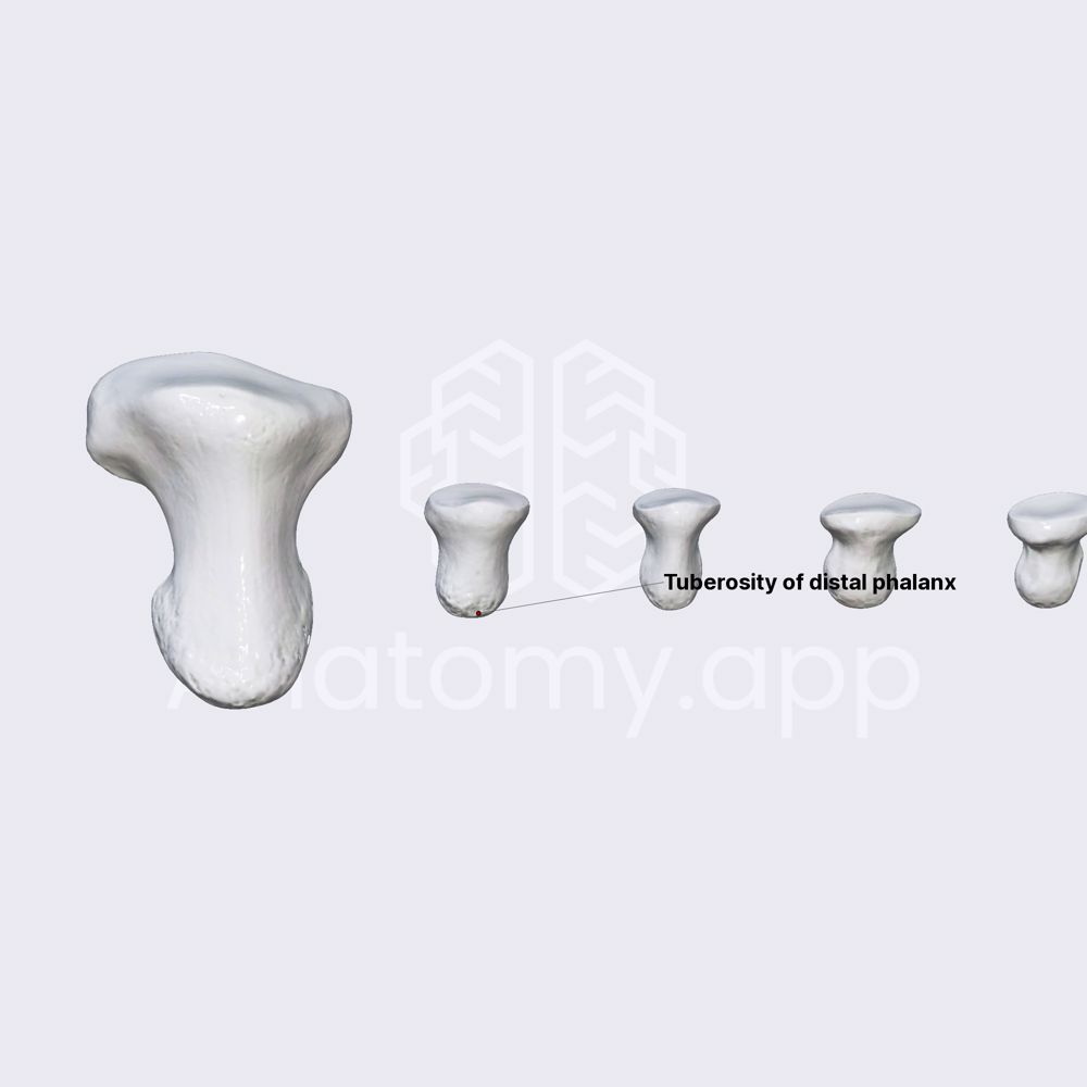 Distal phalanges of foot