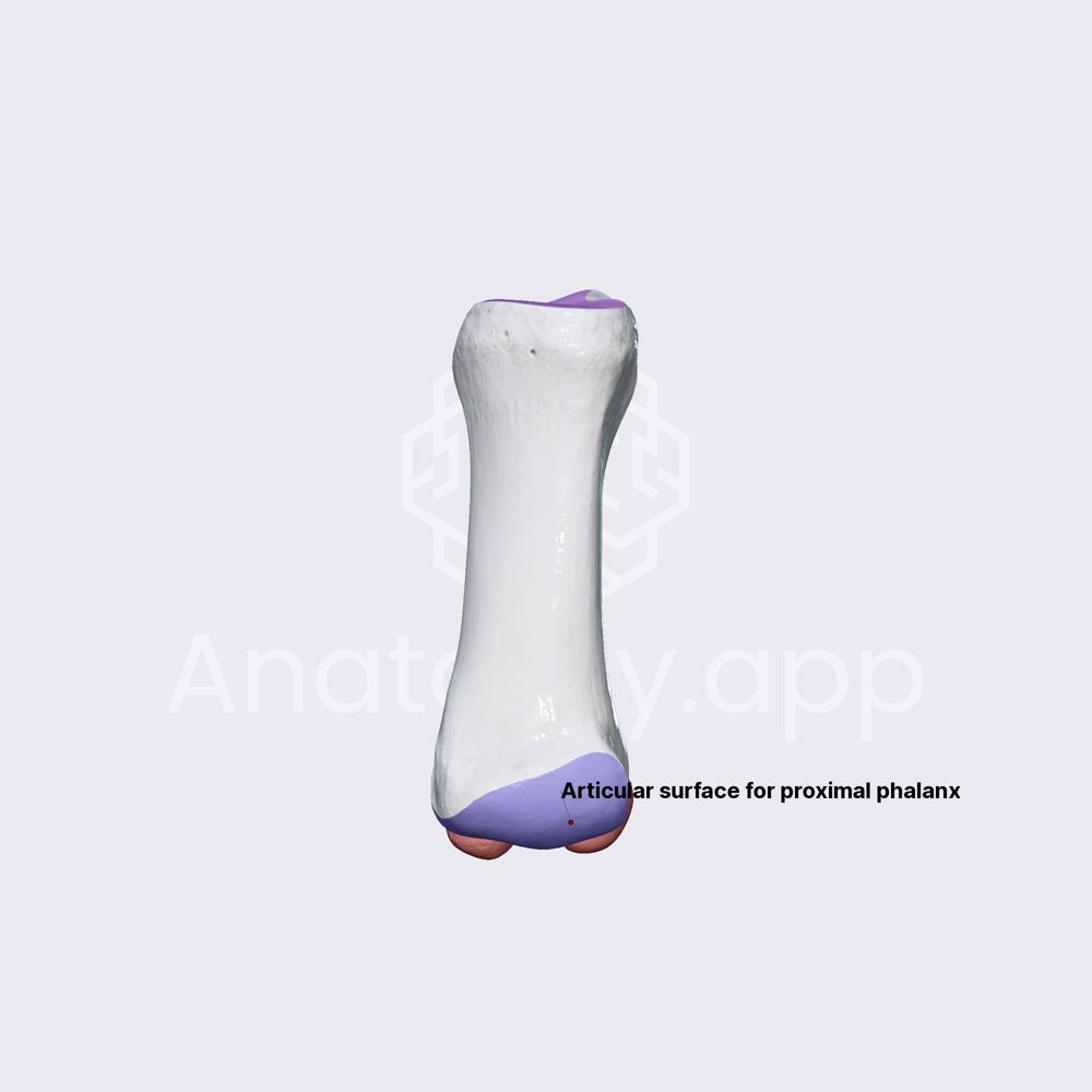 First metatarsal bone