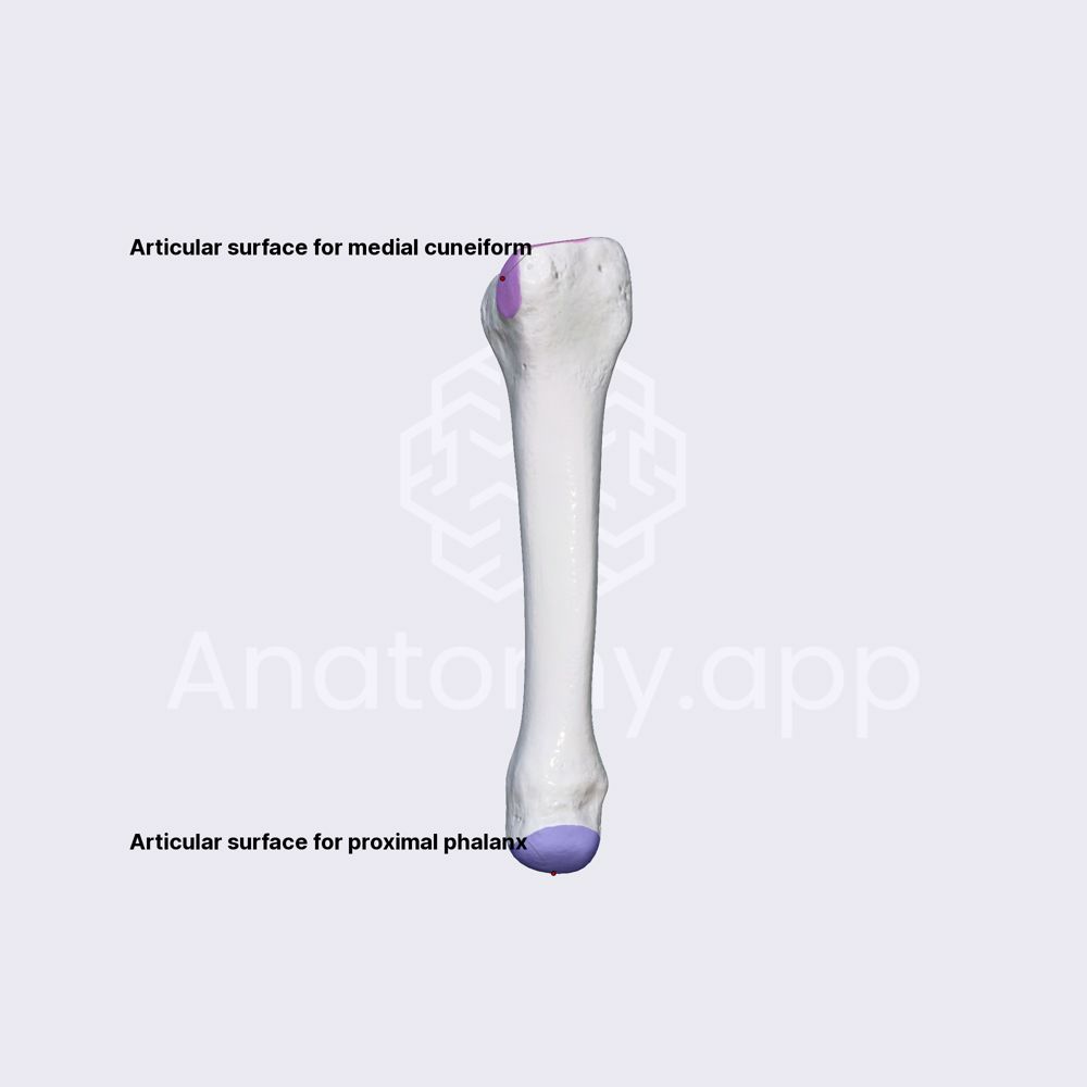 Second metatarsal bone