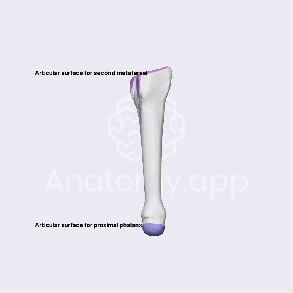 Third metatarsal bone