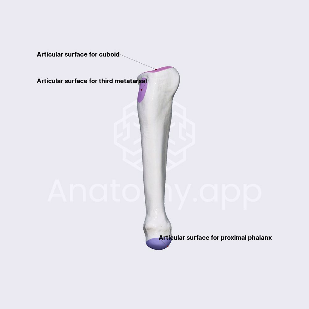 Fourth metatarsal bone