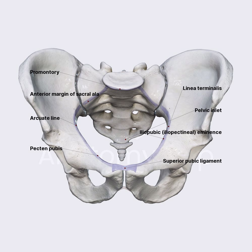 Pelvic inlet