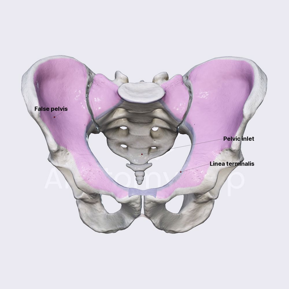 False pelvis (greater pelvis)