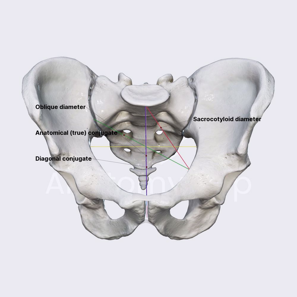 Pelvic inlet diameters