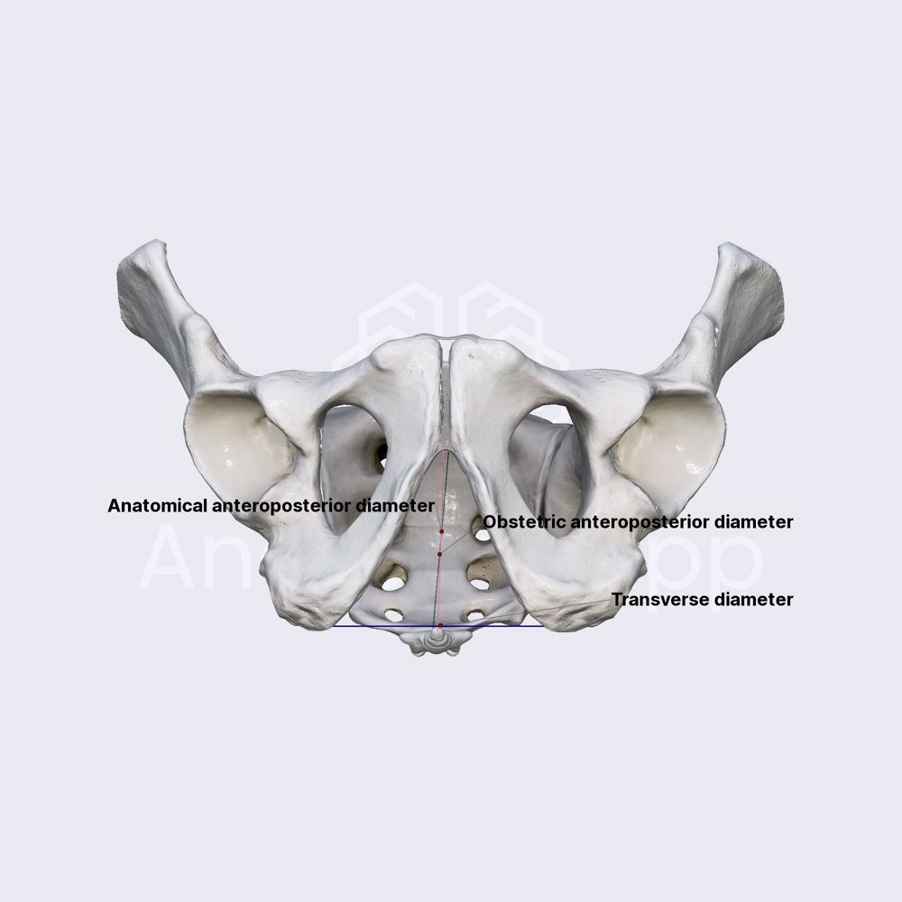 Pelvic outlet diameters