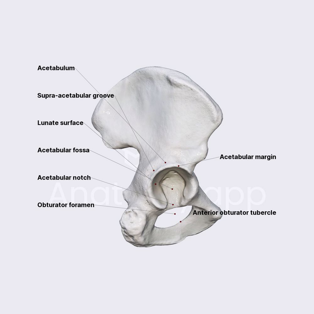 Features of hip bone (acetabulum and obturator foramen)