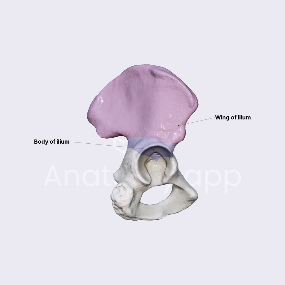 Ilium