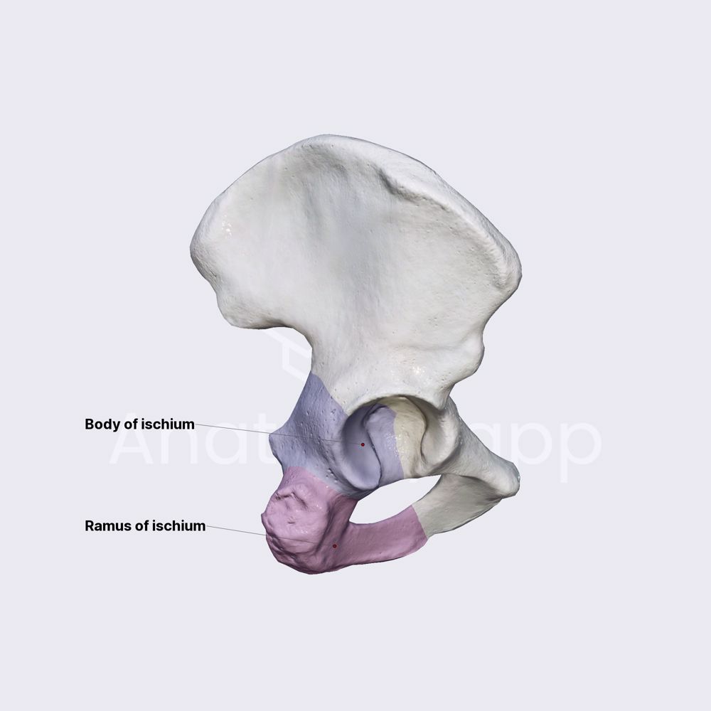Ischium