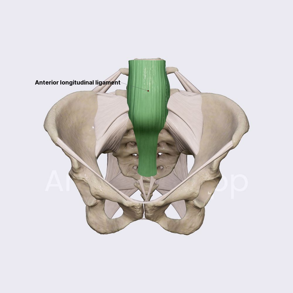 Anterior longitudinal ligament