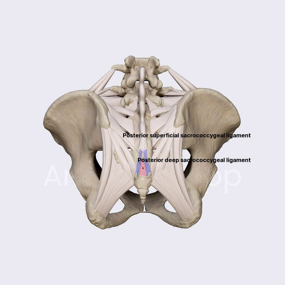 Posterior sacrococcygeal ligament
