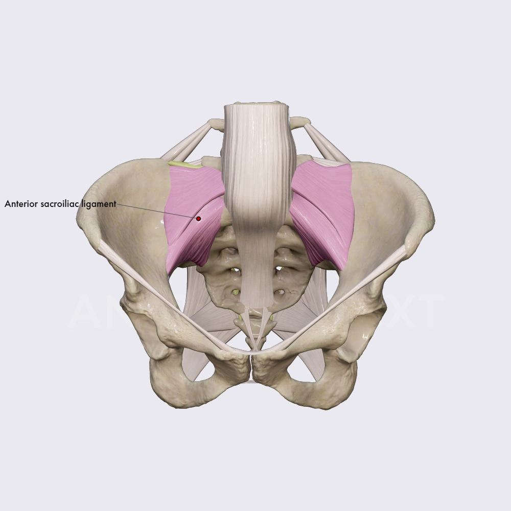 Ligaments of the sacroiliac joint