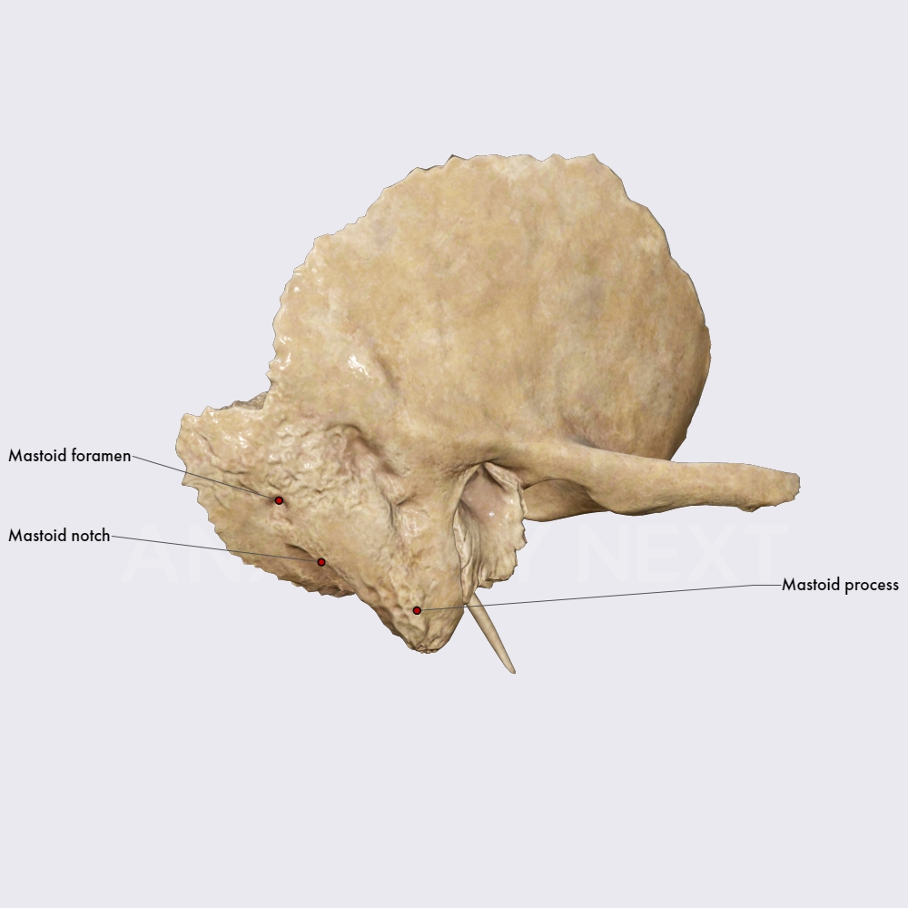 Mastoid part of temporal bone