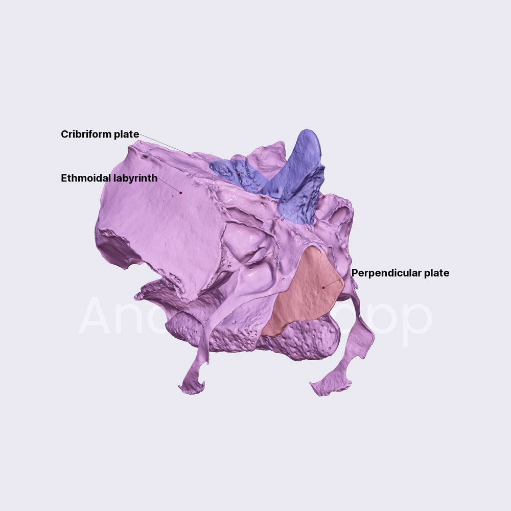 Ethmoid (overview and parts)