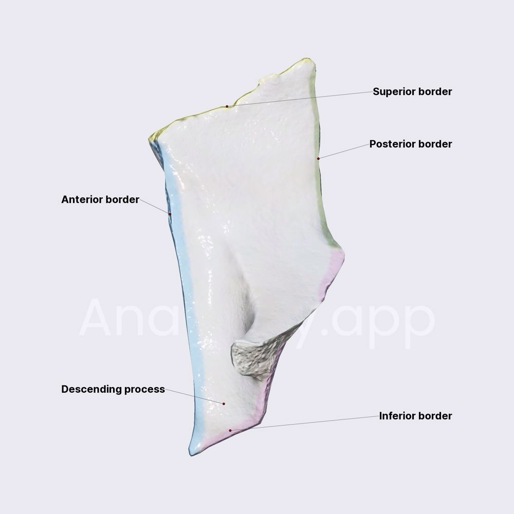 Lacrimal bone (borders)