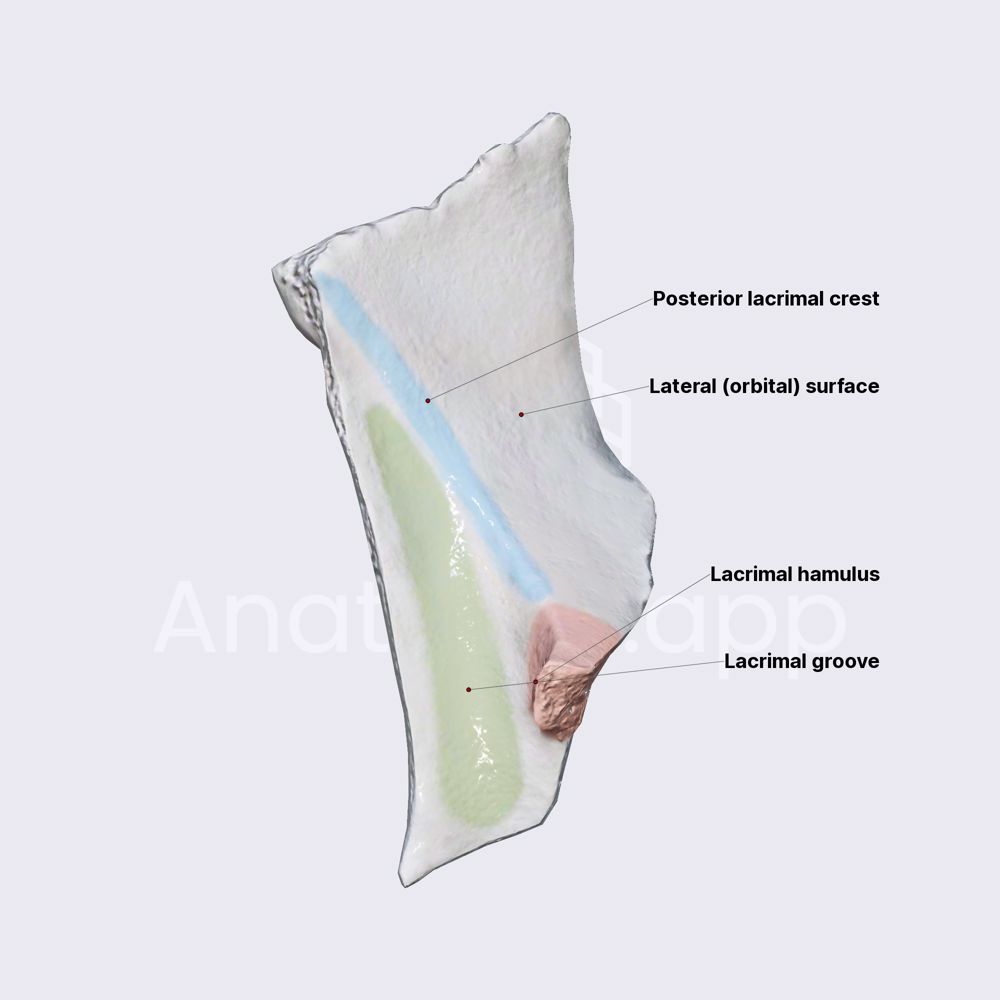 Lacrimal bone (overview and surfaces)