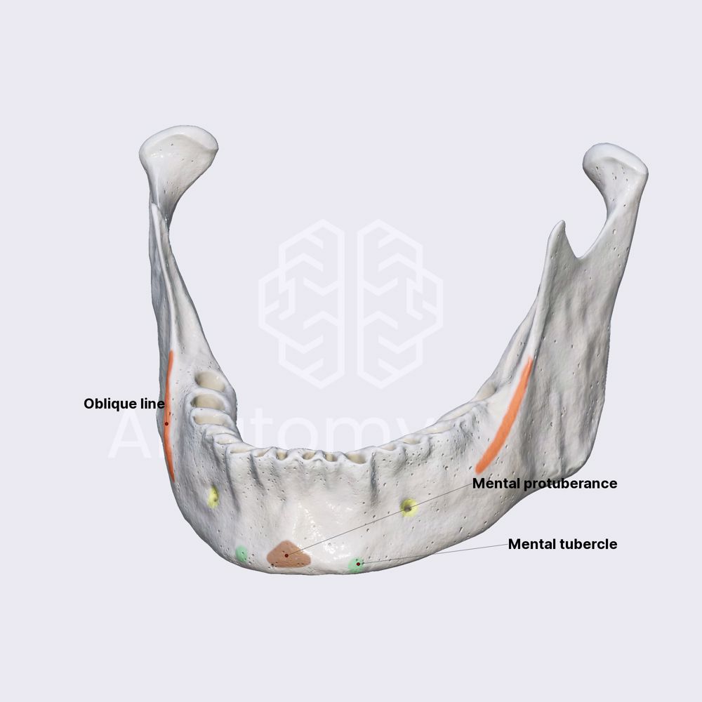 Mandible (base)