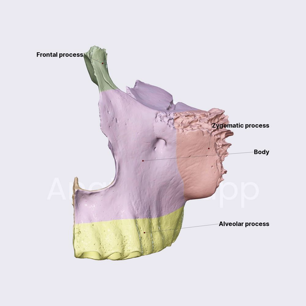 Maxilla (overview and parts)
