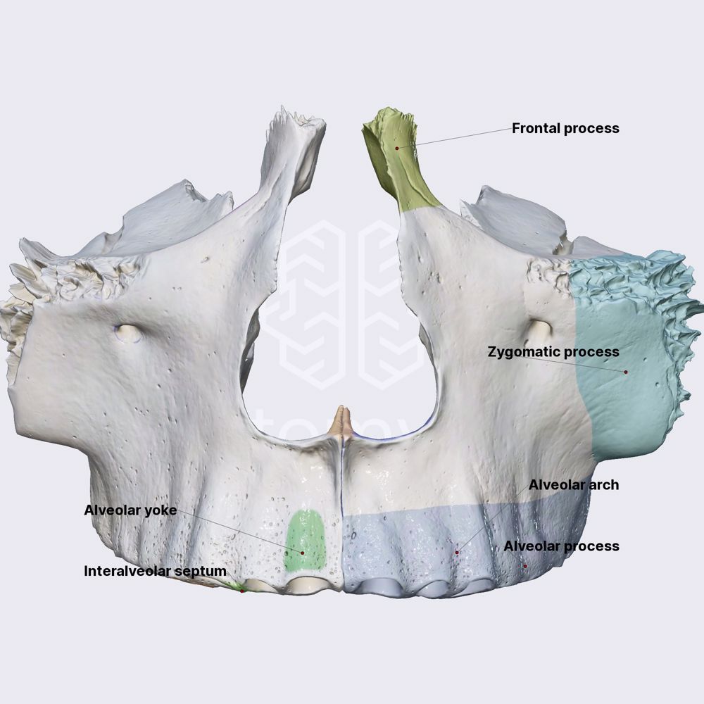 Upper jaw (processes of maxilla)
