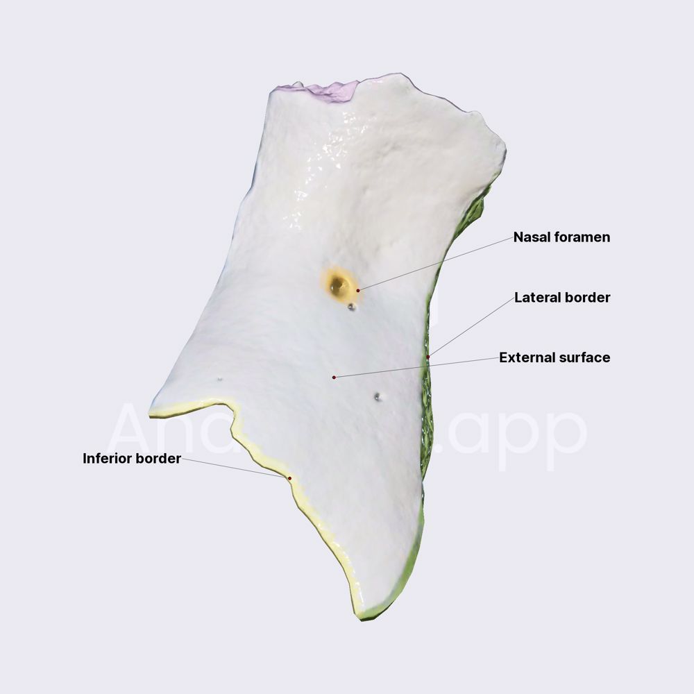 Nasal bone