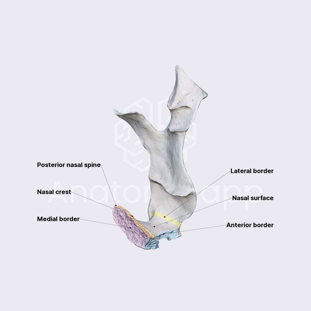 Palatine bone (horizontal plate)