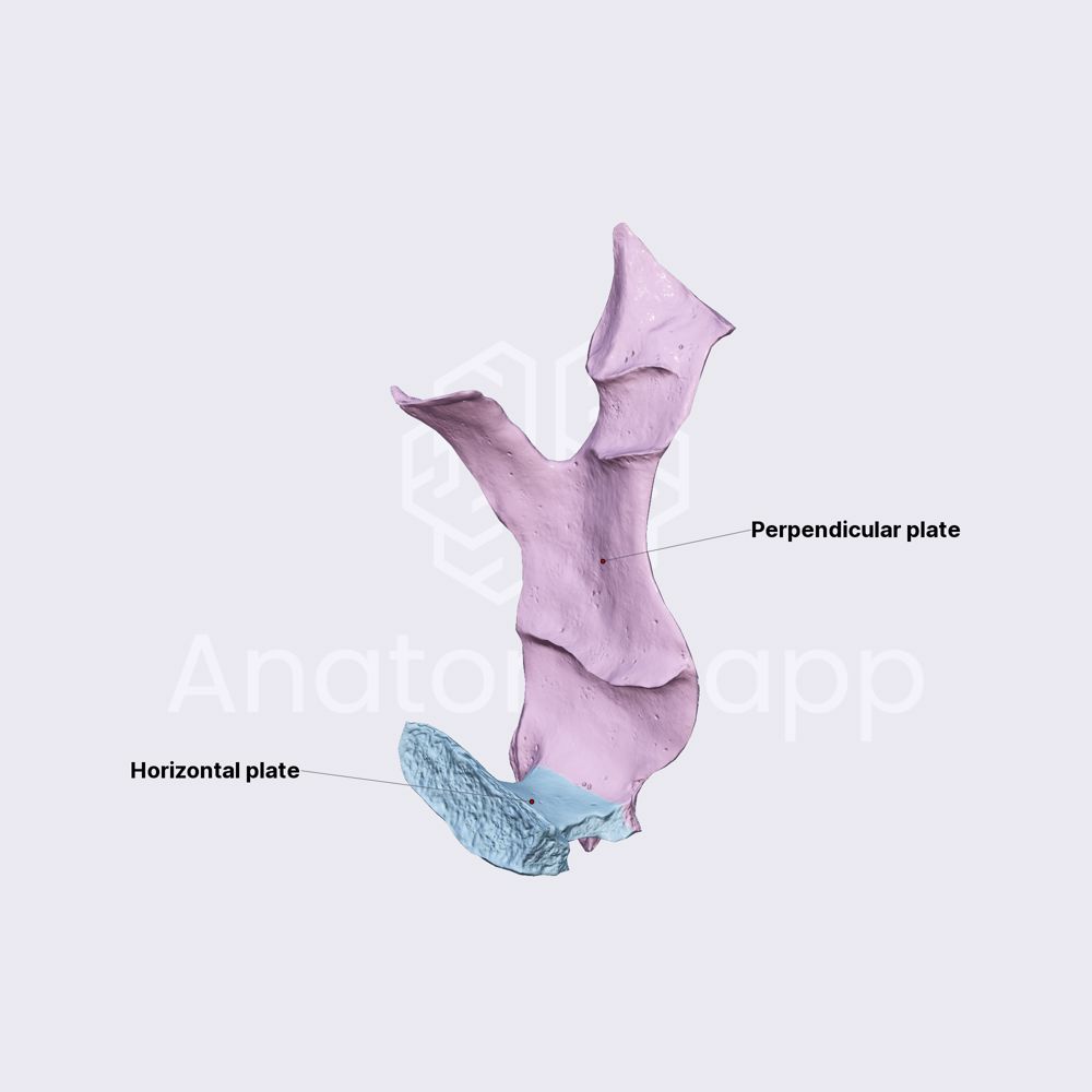 Palatine bone (overview)