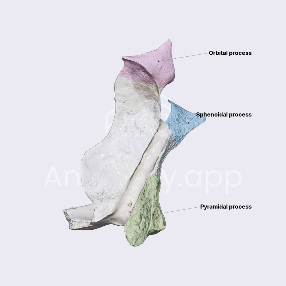 Palatine bone (processes)