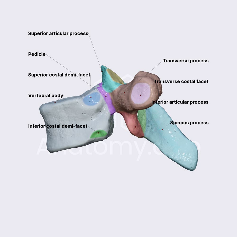 Typical thoracic vertebrae (T2-T9)