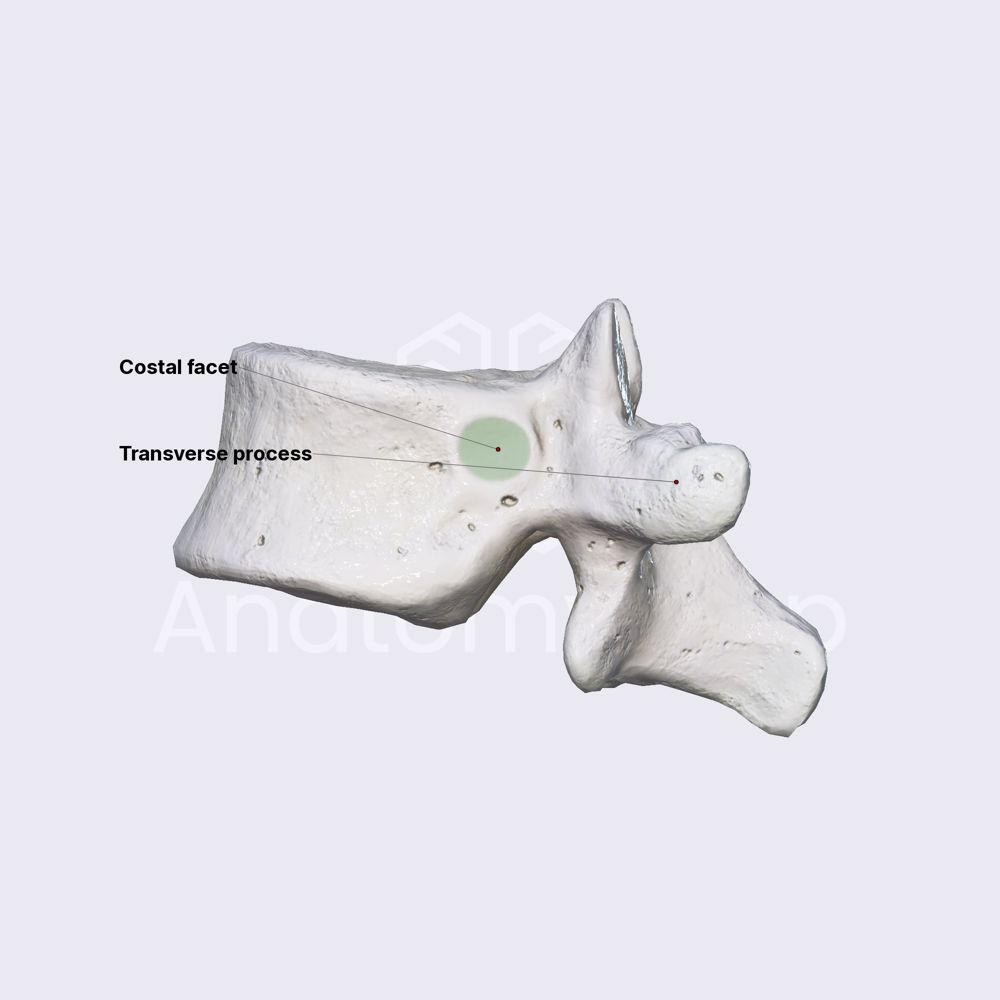 Atypical thoracic vertebra: T11