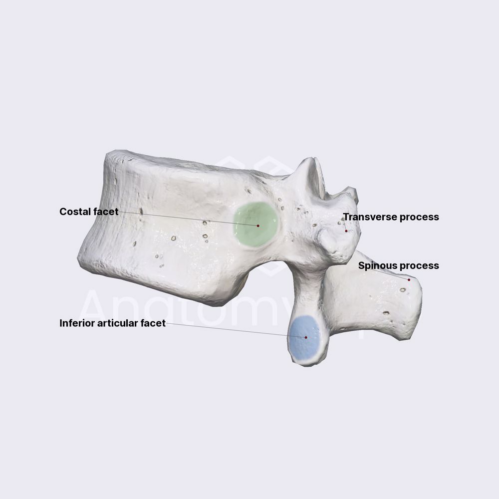 Atypical thoracic vertebra: T12