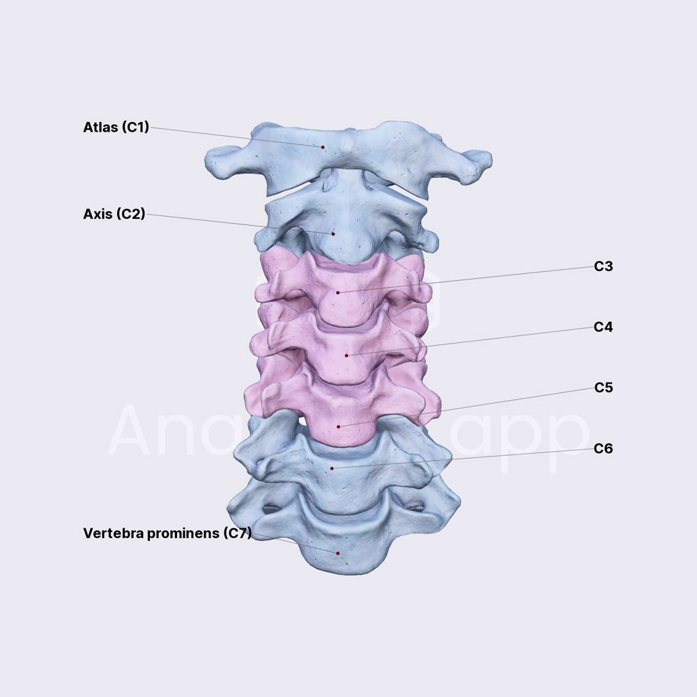 Cervical vertebrae