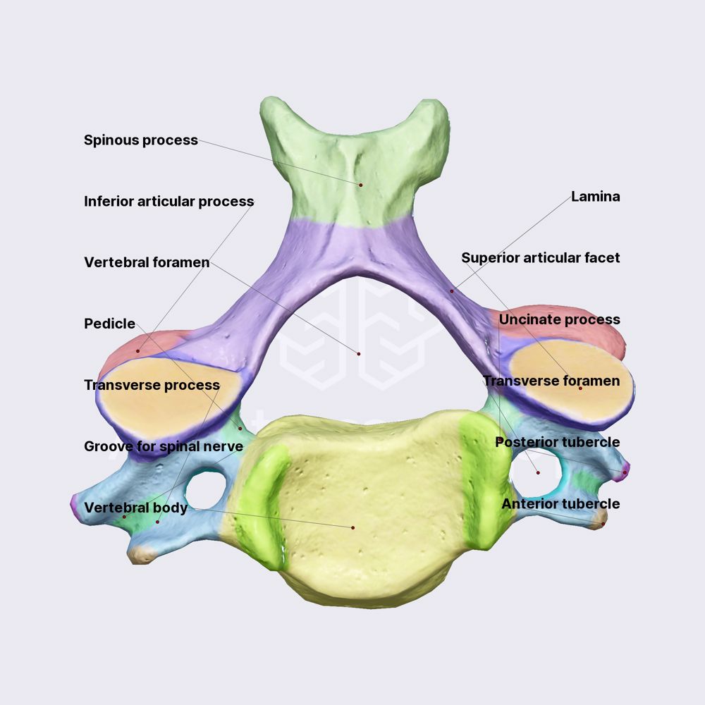 Typical cervical vertebrae (C3-C5)