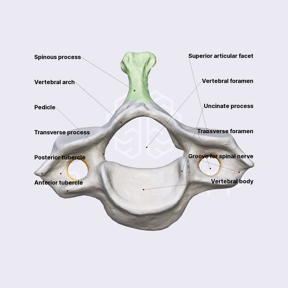 Vertebra prominens (C7)