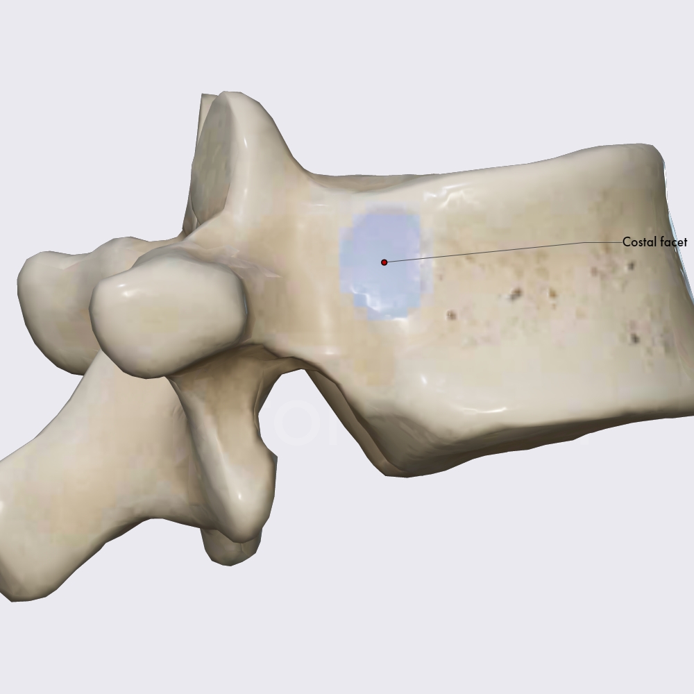 Atypical thoracic vertebrae (T11)