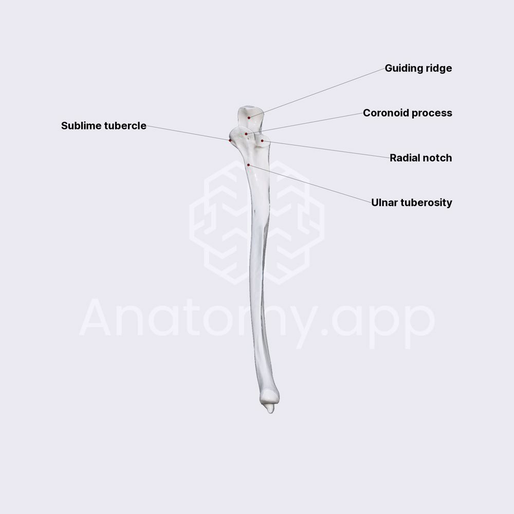 Ulna (proximal epiphysis)