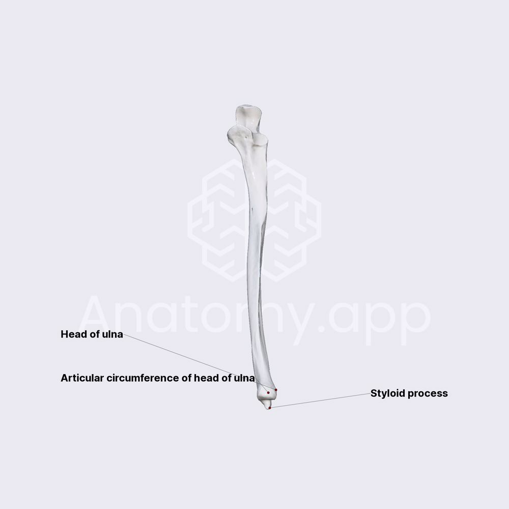 Ulna (distal epiphysis)