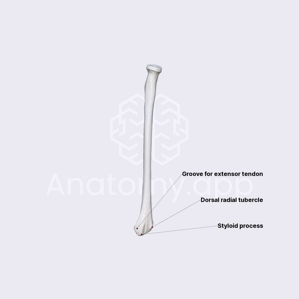 Radius (distal epiphysis)