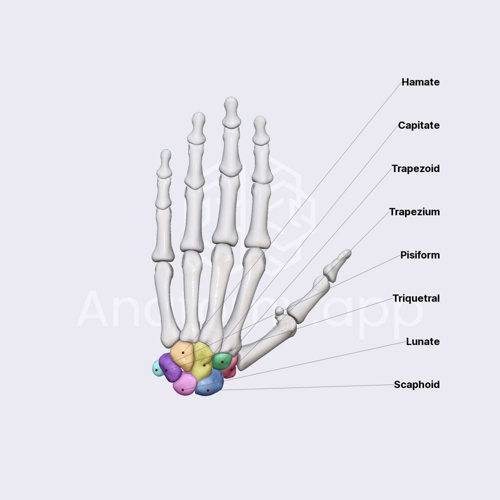 Carpal bones