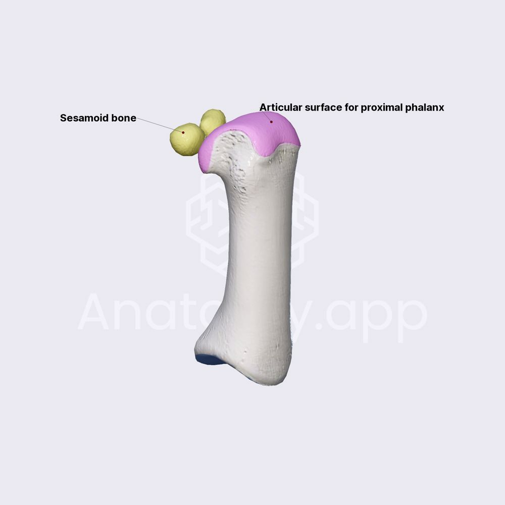 First metacarpal bone
