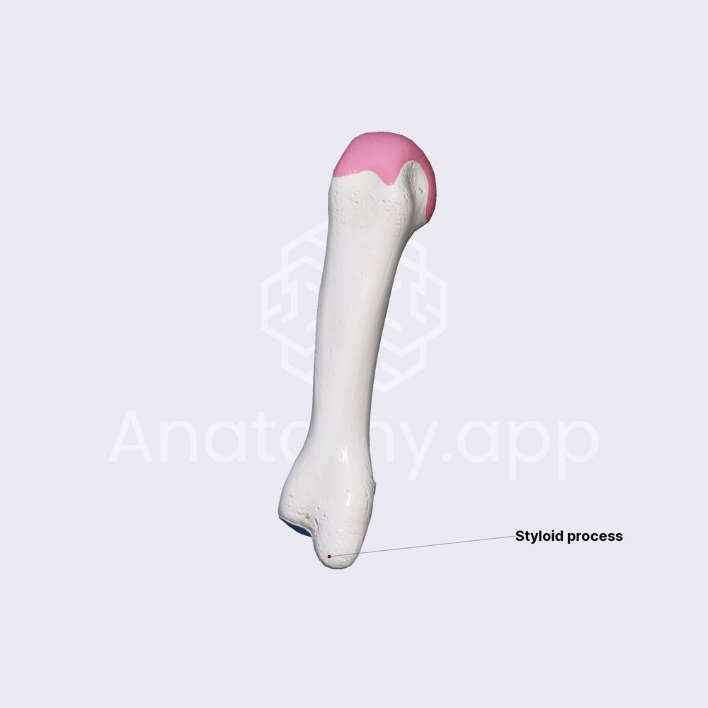 Third metacarpal bone